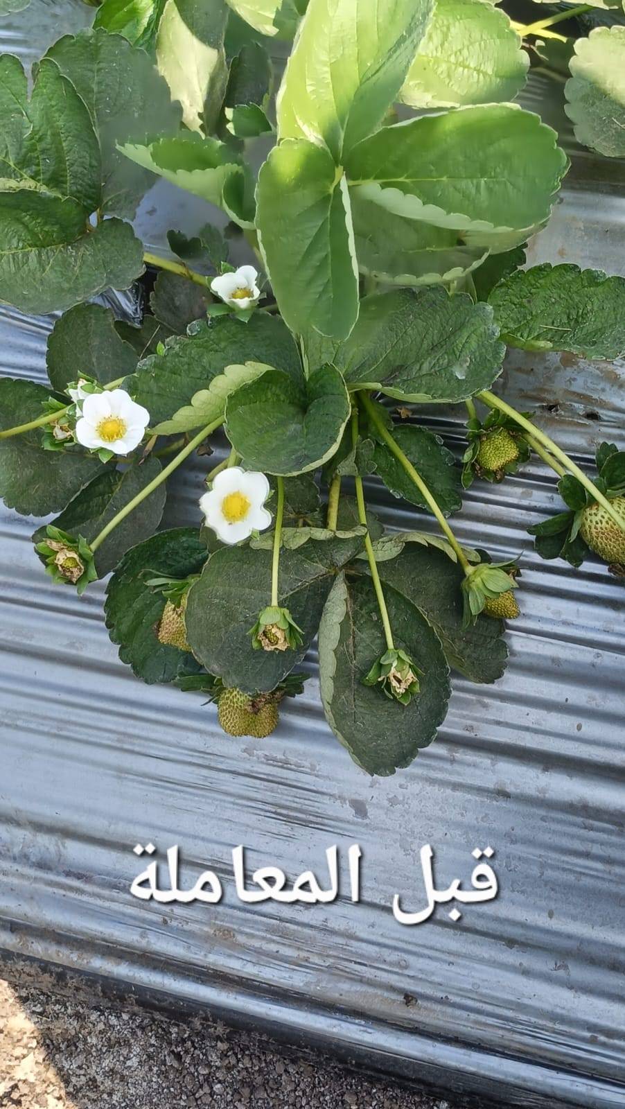 ماك بوتاسول – للتفوق في الإنتاج الزراعي ad photo